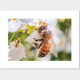 Pollen Collector. Photograph Posters and Art